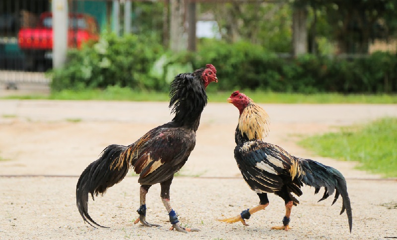 Chú ý phong cách chiến đấu của gà đá