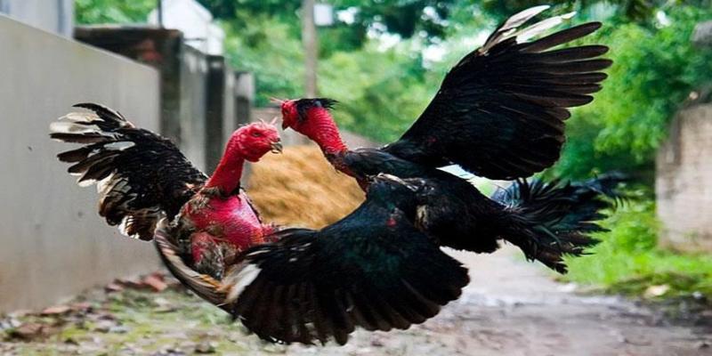 Dễ dàng nhận biết gà bị đá mù mắt