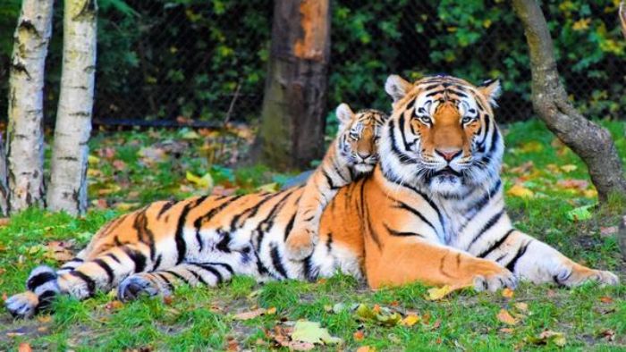 Mơ thấy hổ cũng báo hiệu những tiêu cực có thể xuất hiện